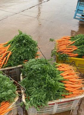 带叶手指胡萝卜迷你带缨胡萝卜宝宝宴新鲜装饰辅食细长胡萝卜小个