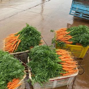 带叶手指胡萝卜迷你带缨胡萝卜宝宝宴新鲜装饰辅食细长胡萝卜小个