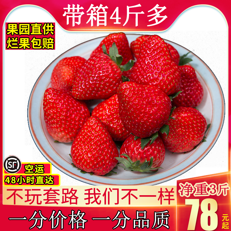 Roots strawberry Fresh 3 Changfeng cream strawberry Boutique Season fruit Shunfeng Dandong 99in the Aquatic meat/Fresh fruits and vegetables/Cooked , Fresh fruit , Strawberries  category - from Buy2taobao.com to provide professional Taobao agent buy service