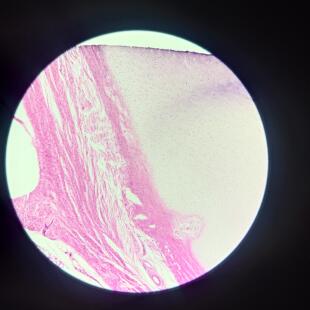 卓普高校医学院组胚学四大基本组织切片玻片上皮 结缔 肌肉 神经