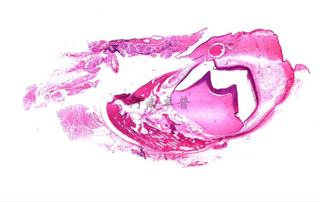 医学生殖器官组织卵巢切片子宫颈切片胎盘切片高教标准显微玻片