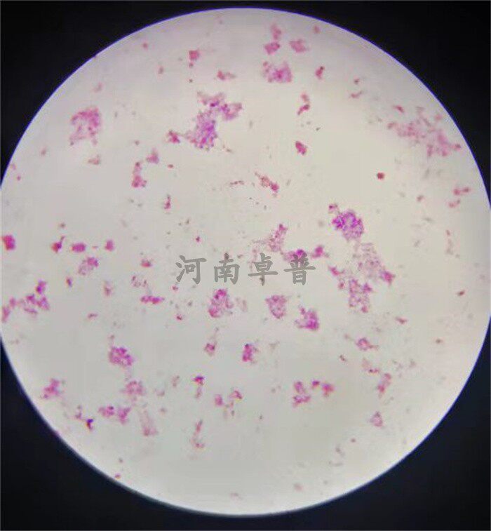 河南卓普 高校医学院用伤寒杆菌 变形杆菌示鞭毛微生物涂片切片