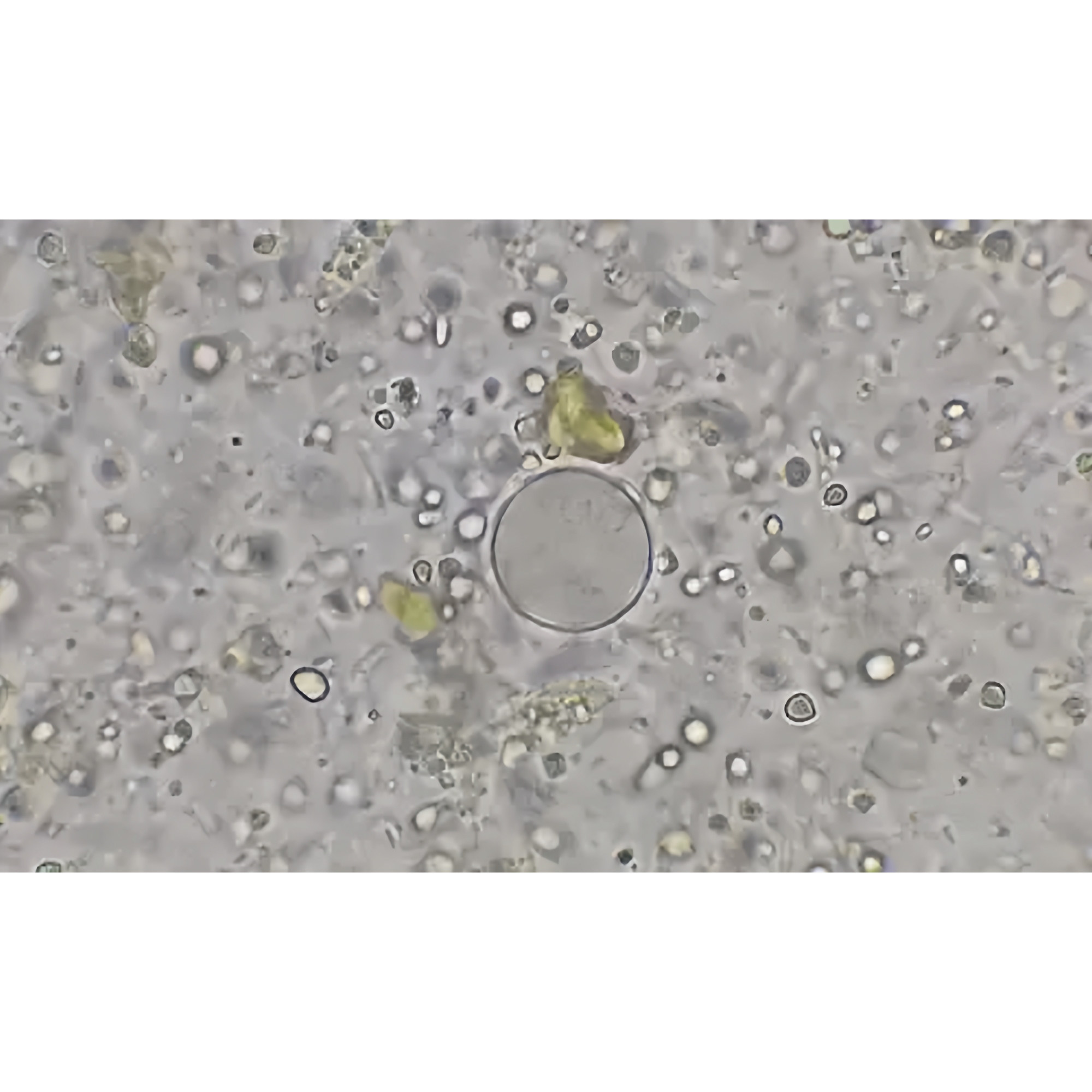 卓普原虫学叶足虫装片厂家直销