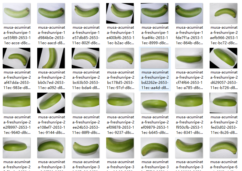 香蕉成熟度分类目标检测数据集18000+张含标签yolo格式可直接训练