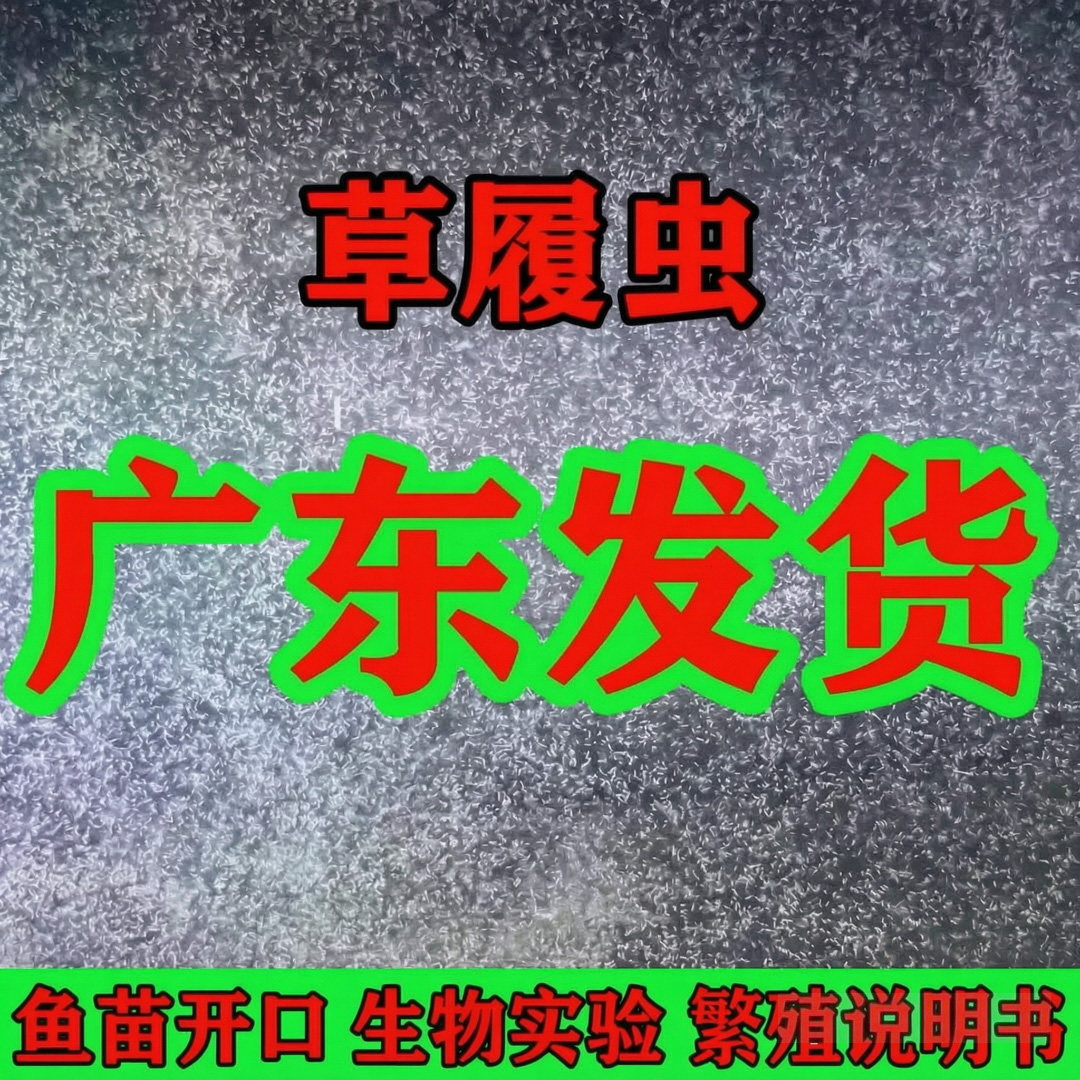 高密度大草履虫洄水斗鱼繁殖学校观赏鱼饲料