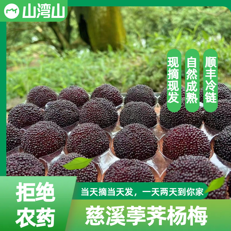 【官方授权】正宗慈溪杨梅新鲜无农残孕妇杨梅现摘现发生鲜水果