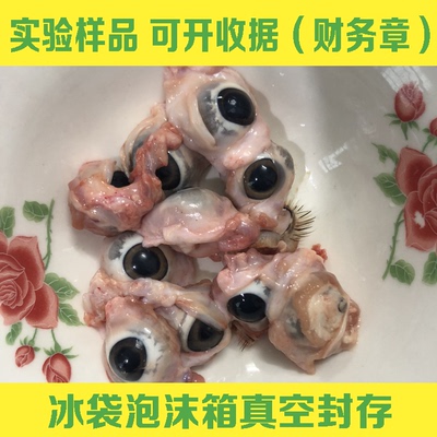 【医用】顺丰包邮10颗 新鲜猪眼睛 猪眼泪 眼珠子 【医用】