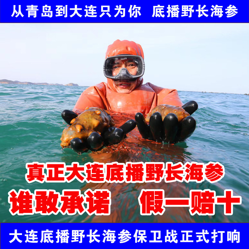 辽宁深海大连底播野长淡干海参干货孕妇500g辽参海参辽刺参