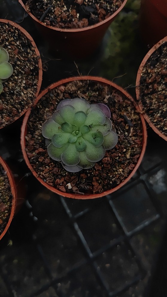圆切捕虫堇食虫植物多肉植物微景观造景