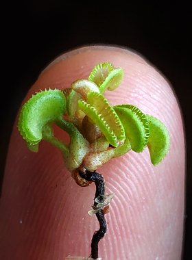 食虫植物威龙捕蝇草  Dionaea muscipula cudo稀有品种
