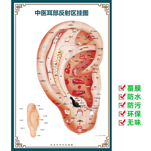 中医耳部反射区挂图穴位图