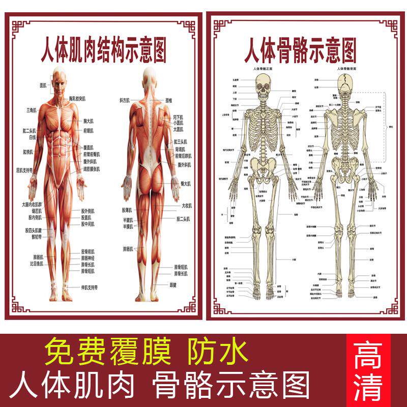 人体肌肉骨骼系统示意图器官医学宣传挂图海报解剖门诊诊所结构