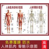 人体骨骼结构图身体肌肉分布图医院教学骨头解剖脊椎分布中医海报