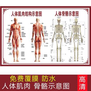 人体骨骼结构图身体肌肉分布图医院教学骨头解剖脊椎分布中医海报