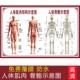 人体骨骼结构图身体肌肉分布图医院教学骨头解剖脊椎分布中医海报
