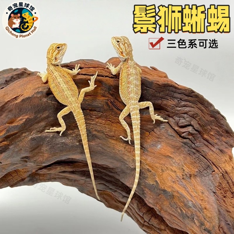 鬃狮蜥宠物活体柑橘黄色超白zero红系鬃狮蜥蜴苗成体亚温顺不咬人