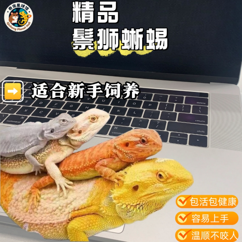 鬃狮蜥蜴爬宠新手饲养温顺宝贝图片