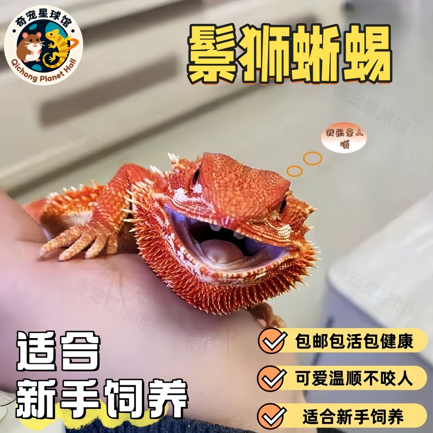 鬃狮蜥蜴爬宠异宠温顺不咬宝贝图片