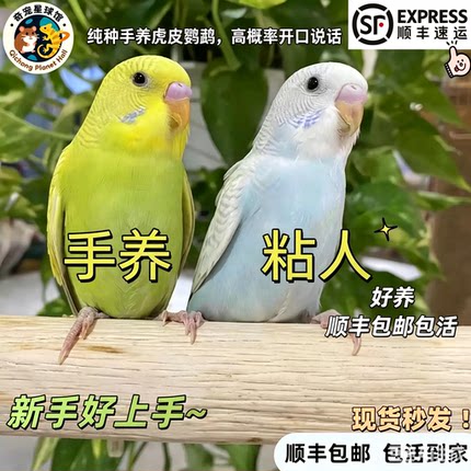 小头虎皮鹦鹉活鸟手养会说话的鹦鹉幼鸟唱歌小鸟牡丹玄凤观赏宠物