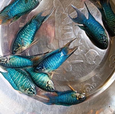 中国斗鱼蓝叉，巨普，澳火，蓝蛇，越黑，玉鲭金鱼，虾虎鱼
