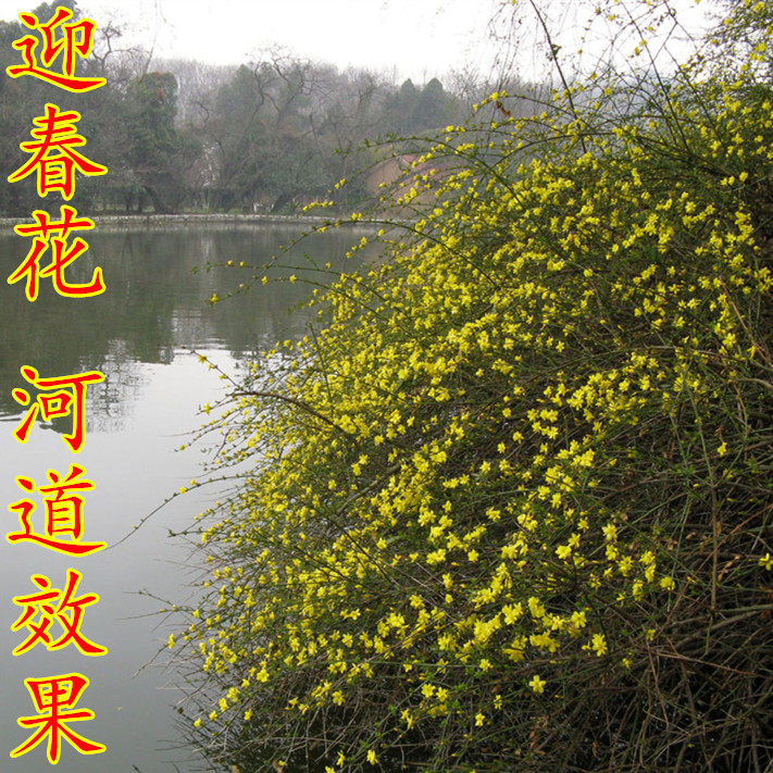 迎春花盆栽庭院花镜植物连翘云南黄馨攀援垂吊花卉探春花盆栽老桩