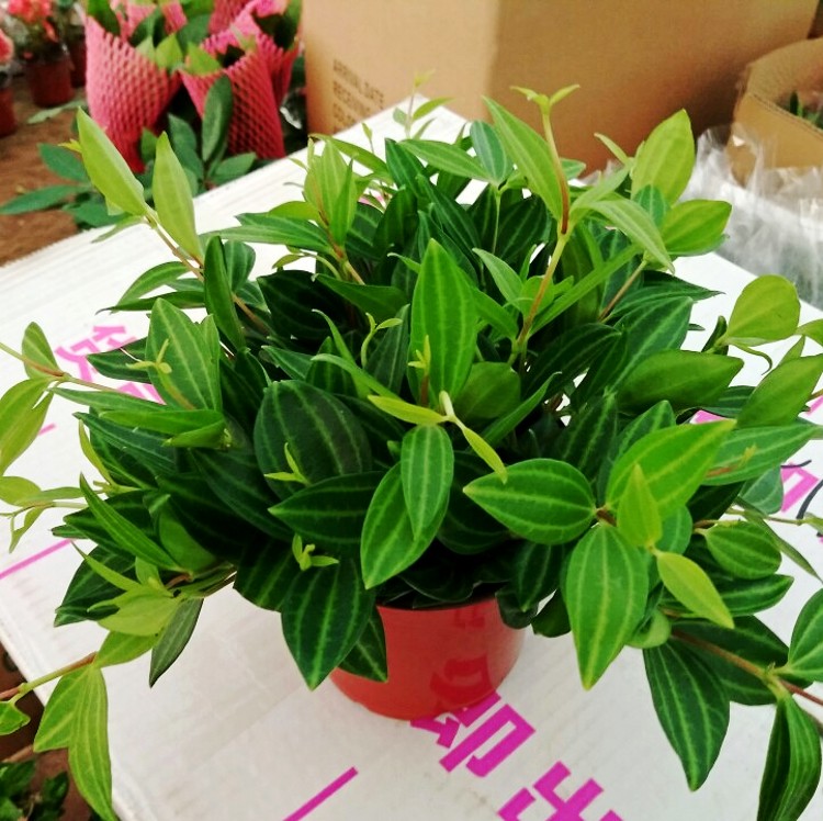 钻石翡翠吊兰盆栽室内装修除甲醛绿翡翠绿植桌面阳台摆件净化空气