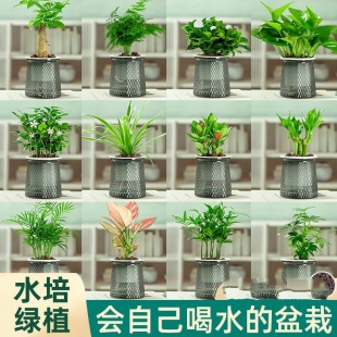 绿萝发财树栀子花多肉盆栽植物室内薄荷富贵竹懒人水培绿植好养活