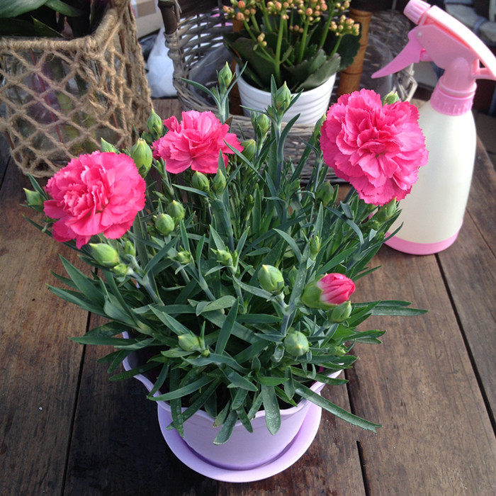 康乃馨盆栽花苗带花苞室内阳台庭院花卉绿植鲜花好养四季开花不断