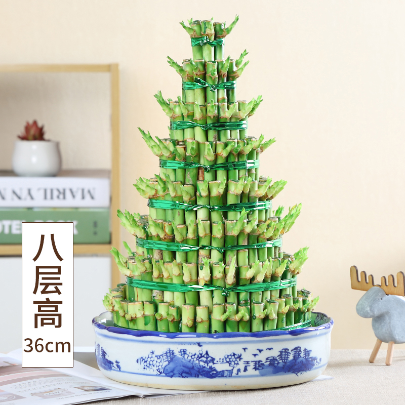 富贵竹竹塔水培绿植盆栽节节高 开运竹室内桌面盆景带盆净化空气
