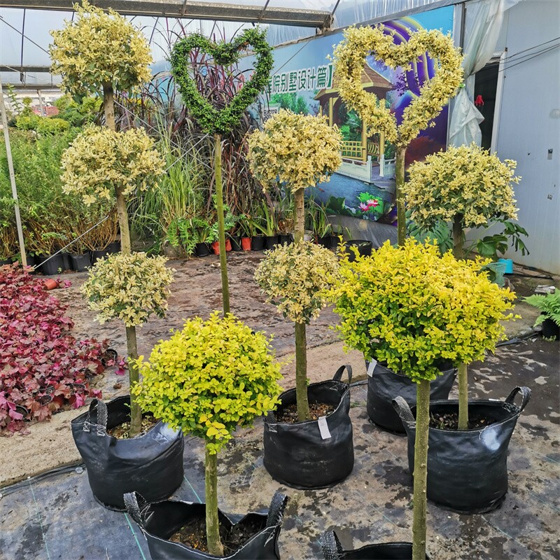 金姬小蜡棒棒糖爱心造型柠檬之光川滇蜡树亮晶女贞花镜植物景观树