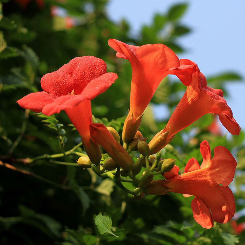 凌霄花苗爬墙爬藤花镜植物中国美国凌霄树苗阳台庭院别墅四季栽种