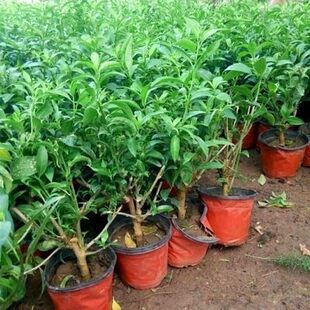 夜来香花树苗浓香型花卉室内九里香盆栽庭院驱蚊植物老桩四季盆景