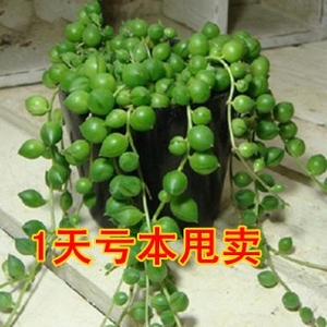 多肉植物佛珠情人泪珍珠吊兰长藤垂吊室内盆栽花卉耐阴好养绿植