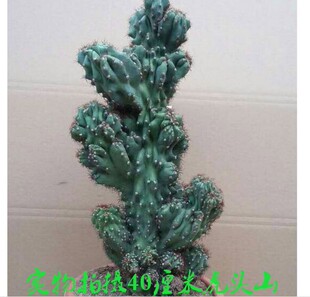 仙人山虎头罗汉山影拳 玉麒 麟仙人掌多肉植物 虎头山影 盆栽花卉