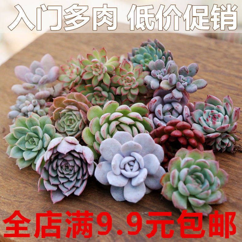 多肉植物吉娃娃静夜山地玫瑰 蓝鸟蓝石莲绿植盆栽办公室植物花卉