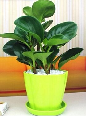 豆瓣绿土培花卉绿植盆栽净化空气