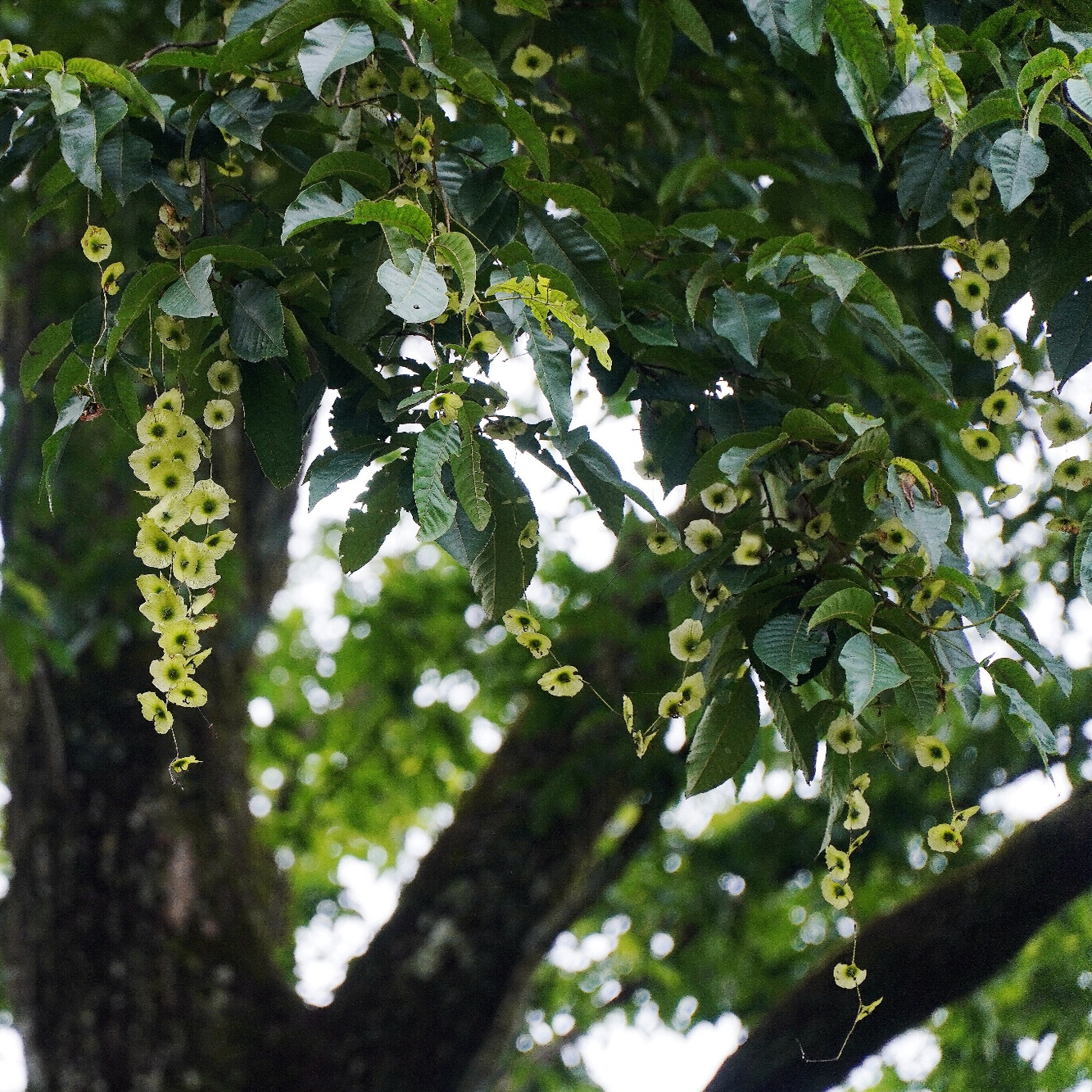 青钱柳茶 舜皇山自然保护区 清甜 植物清香