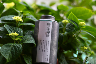 头采上市 野生浮梁绿茶  楚岗 2021年春茶  100克