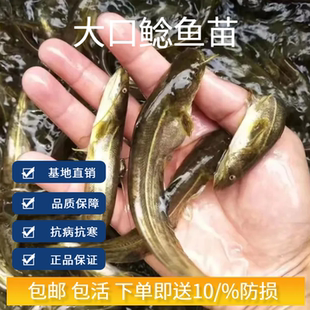 南方大口鲶鱼苗土鲶黄鲶冷水凶猛巨鲶路亚杂交二须鲶鱼苗活体养殖