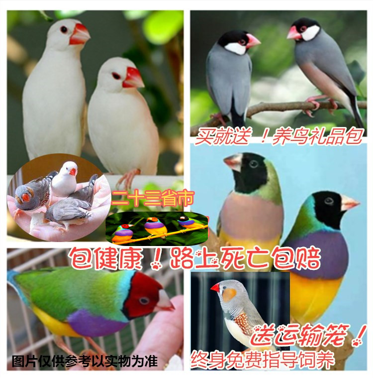 宠物活体手养文鸟观赏云斑小鸟七彩文鸟黄玉鸟金背绿背高彩蓝背