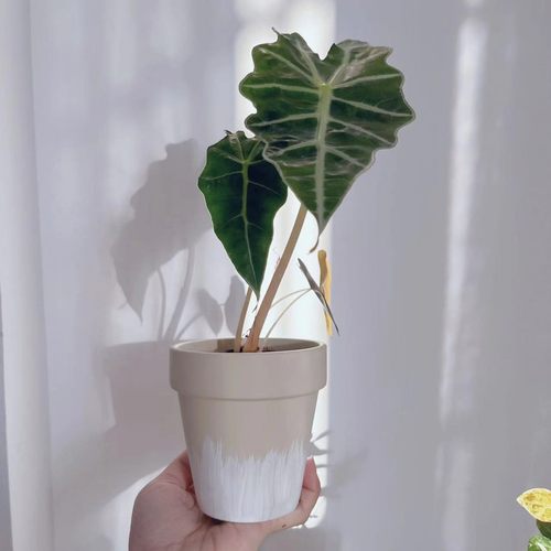 高颜值生椰拿铁风红陶兰花套盆秋海棠盆栽花盆