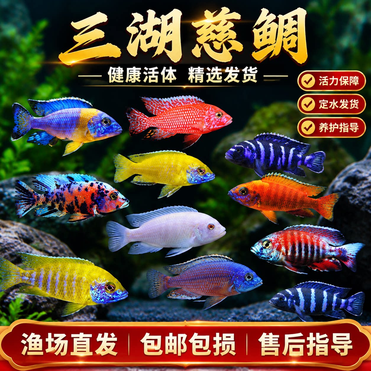 三湖慈鲷马鲷黑线王子活体观赏耐养易活热带鱼坦鲷淡水鱼缸金鱼