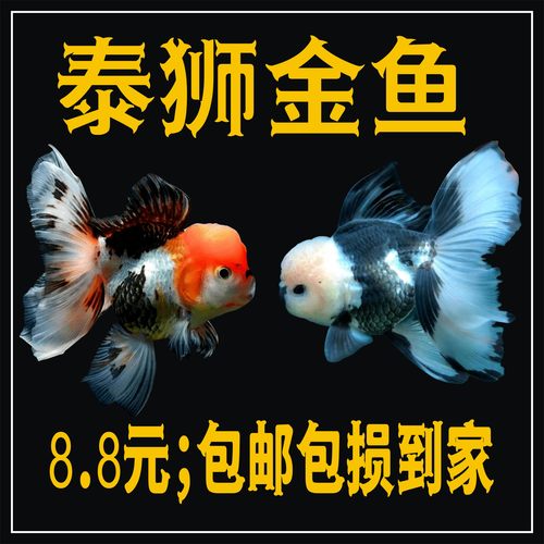 泰狮金鱼淡水鱼进口精品好养耐养