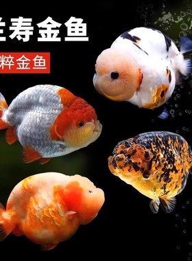 兰寿金鱼冷水鱼观赏鱼活体小金鱼不用加温金鱼奶牛兰寿