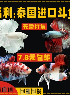 泰国斗鱼 活体纯白色半月 好养易活热带鱼进口观赏鱼淡水鱼母斗鱼