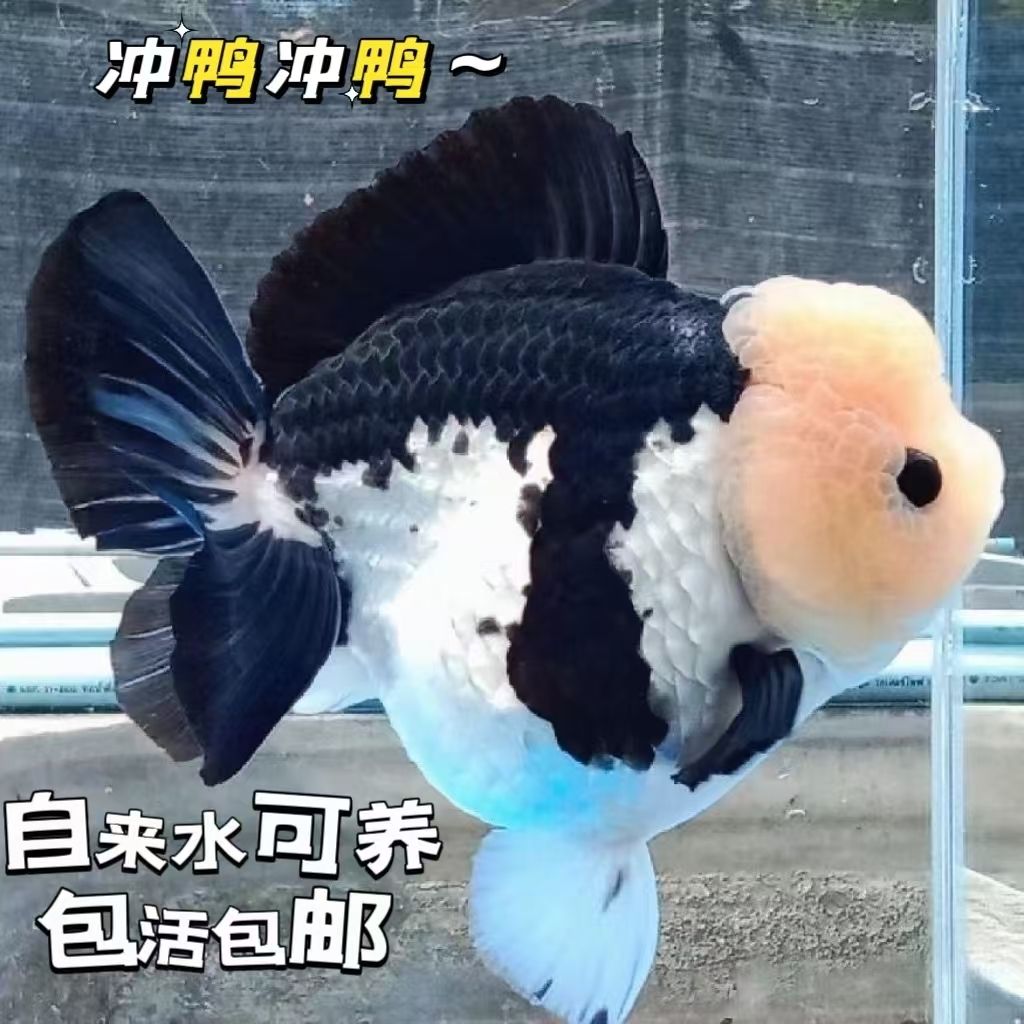 精品玛丽金鱼泰狮金鱼三色玛丽