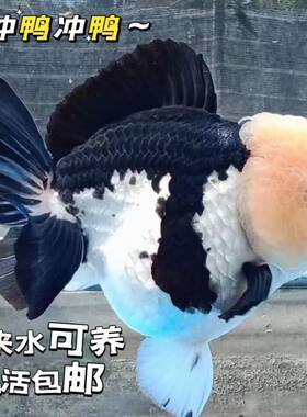 精品玛丽金鱼泰狮金鱼三色玛丽