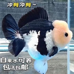 精品玛丽金鱼泰狮金鱼熊猫三色玛丽狮头金鱼观赏鱼冷水鱼好养玛丽