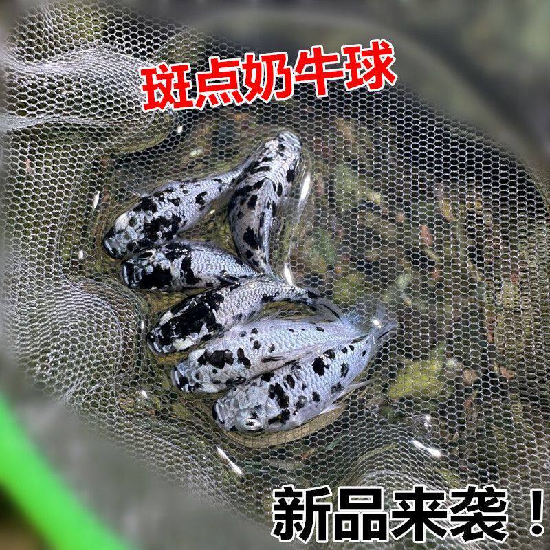 奶牛玛丽球鱼斑点鱼小型观赏鱼新手广温鱼好养小皮球观赏鱼胎生鱼
