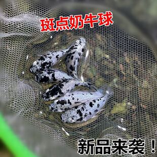 奶牛玛丽球鱼斑点鱼小型观赏鱼新手广温鱼好养小皮球观赏鱼胎生鱼